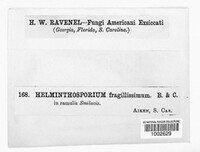 Helminthosporium fragilissimum image